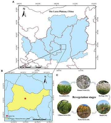 Responses of soil fungal communities and functional guilds to ~160 years of natural revegetation in the Loess Plateau of China